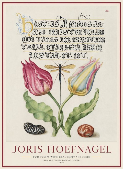 Joris Hoefnagel Two Tulips with Dragonfly and Seeds No1 - Poster