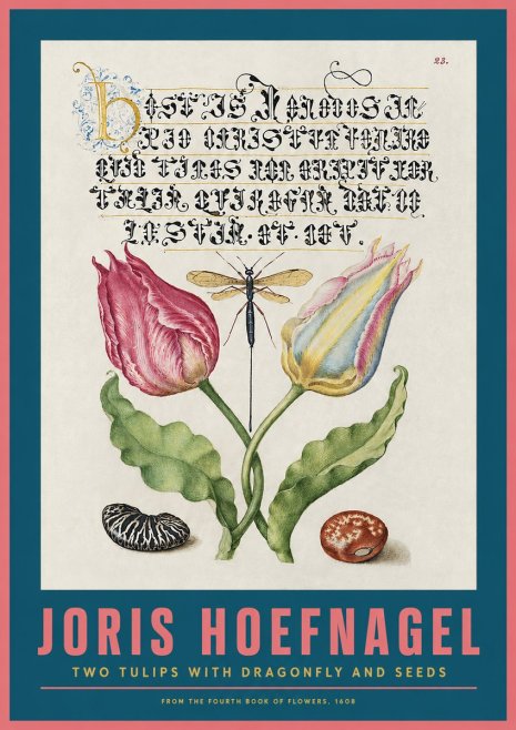 Joris Hoefnagel Two Tulips with Dragonfly and Seeds No2 - Poster