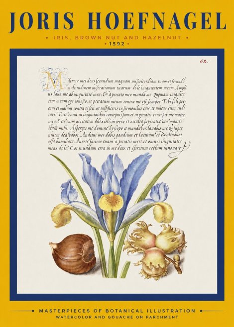 Joris Hoefnagel Iris, Brown Nut and Hazelnut No2 - Poster