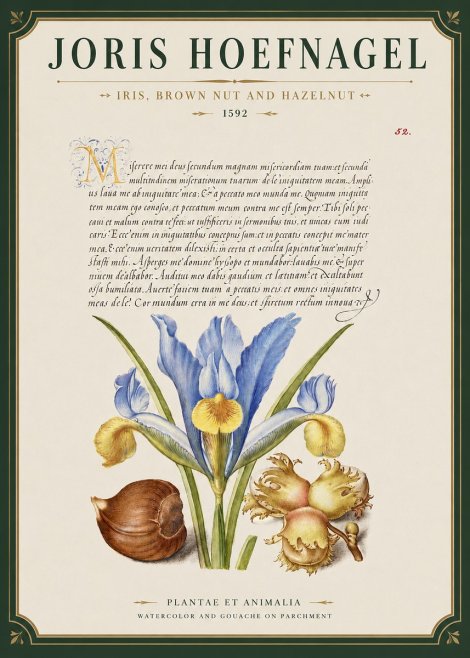Joris Hoefnagel Iris, Brown Nut and Hazelnut No3 - Poster