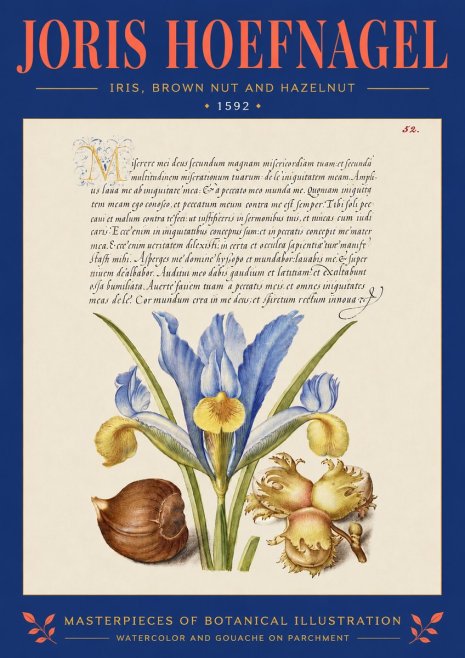 Joris Hoefnagel Iris, Brown Nut and Hazelnut No4 - Poster