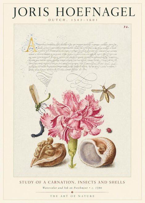 Joris Hoefnagel Study of a Carnation, Insects and Shells No1 - Poster