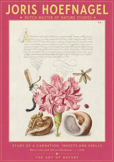 Joris Hoefnagel Study of a Carnation, Insects and Shells No2 - Poster