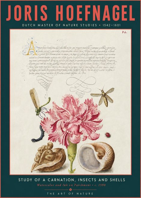 Joris Hoefnagel Study of a Carnation, Insects and Shells No3 - Poster
