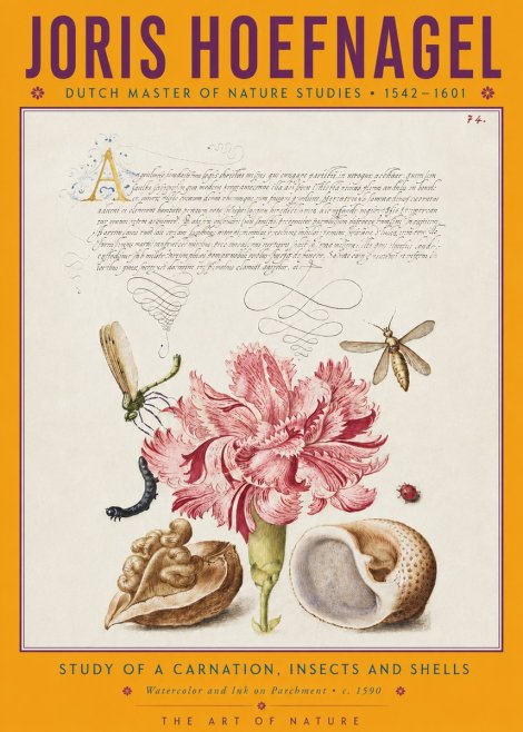 Joris Hoefnagel Study of a Carnation, Insects and Shells No4 - Poster