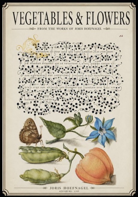 Joris Hoefnagel Study of Plants and Butterfly No3 - Poster