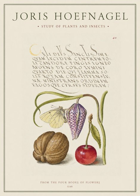 Joris Hoefnagel Study of Plants and Insects No1 - Poster