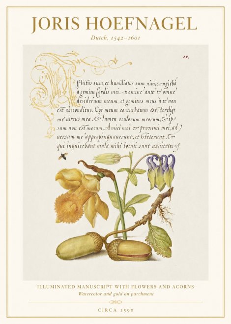 Joris Hoefnagel Illuminated Manuscript with Flowers and Acorns No1 - Poster