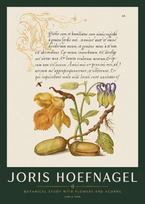 Joris Hoefnagel Illuminated Manuscript with Flowers and Acorns No3 - Poster