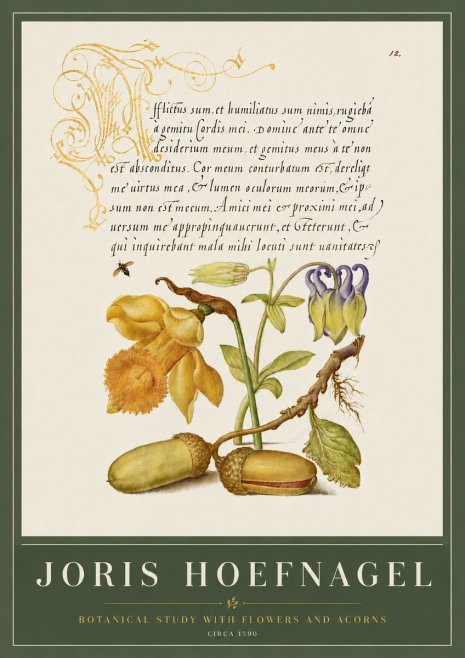 Joris Hoefnagel Illuminated Manuscript with Flowers and Acorns No6 - Poster