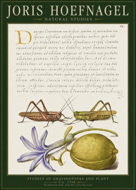 Joris Hoefnagel Studies of Grasshoppers and Plant No2 - Poster