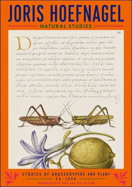 Joris Hoefnagel Studies of Grasshoppers and Plant No3 - Poster