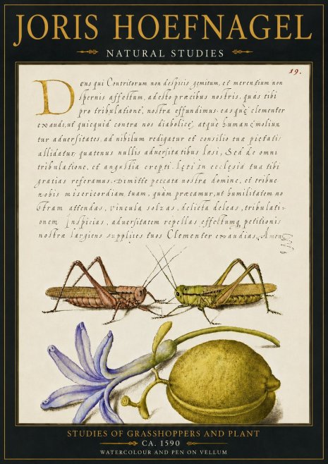 Joris Hoefnagel Studies of Grasshoppers and Plant No4 - Poster