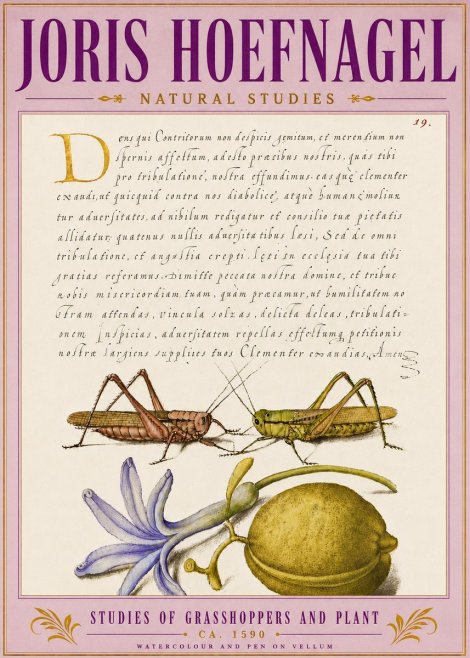 Joris Hoefnagel Studies of Grasshoppers and Plant No5 - Poster