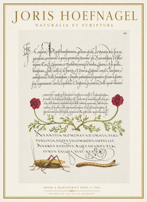 Joris Hoefnagel Illuminated Page with Flowers, Insects & Latin Script No2 - Poster