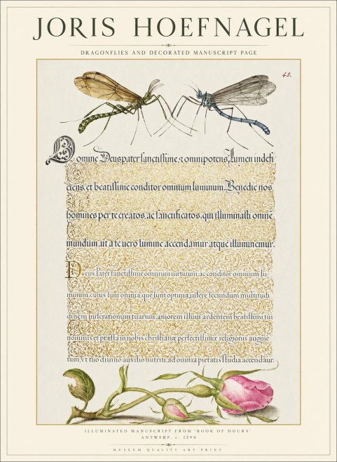 Joris Hoefnagel Dragonflies and Decorated Manuscript Page No1 - Poster