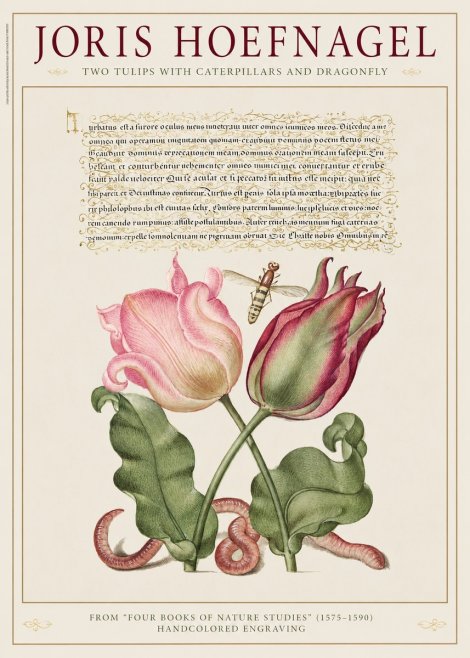 Joris Hoefnagel Two Tulips with Caterpillars and Dragonfly No1 - Poster