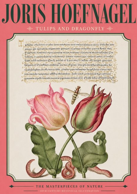 Joris Hoefnagel Two Tulips with Caterpillars and Dragonfly No4 - Poster
