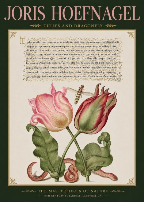 Joris Hoefnagel Two Tulips with Caterpillars and Dragonfly No5 - Poster