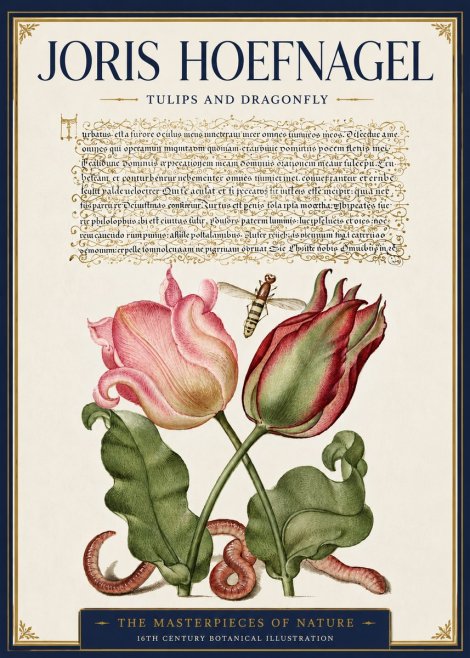 Joris Hoefnagel Two Tulips with Caterpillars and Dragonfly No6 - Poster