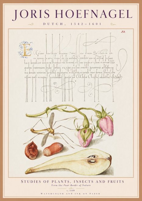 Joris Hoefnagel Studies of Plants, Insects and Fruits No1 - Poster