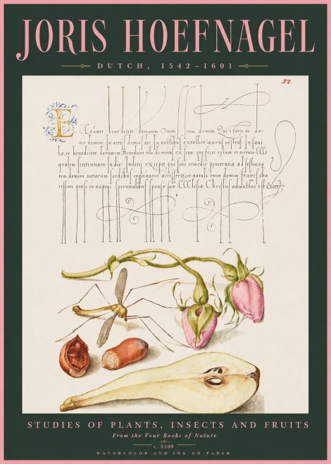 Joris Hoefnagel Studies of Plants, Insects and Fruits No2 - Poster