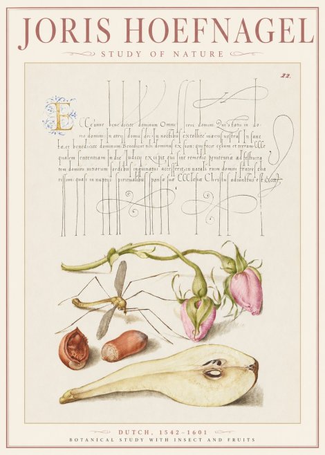 Joris Hoefnagel Studies of Plants, Insects and Fruits No3 - Poster