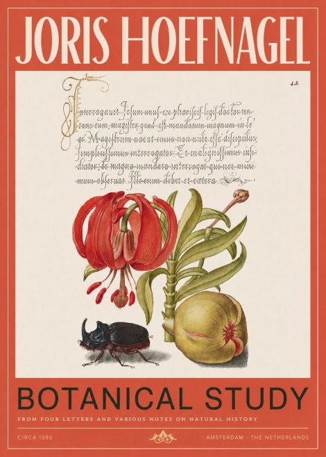 Joris Hoefnagel Botanical Study II No2 - Poster