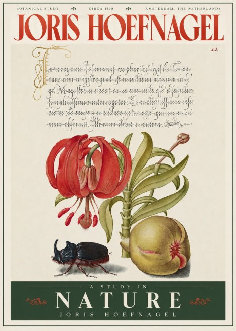 Joris Hoefnagel Botanical Study II No4 - Poster