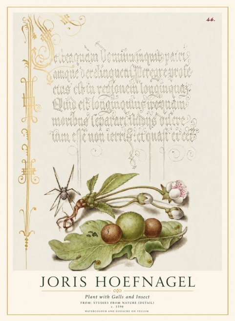 Joris Hoefnagel Plant with Galls and Insect No1 - Poster