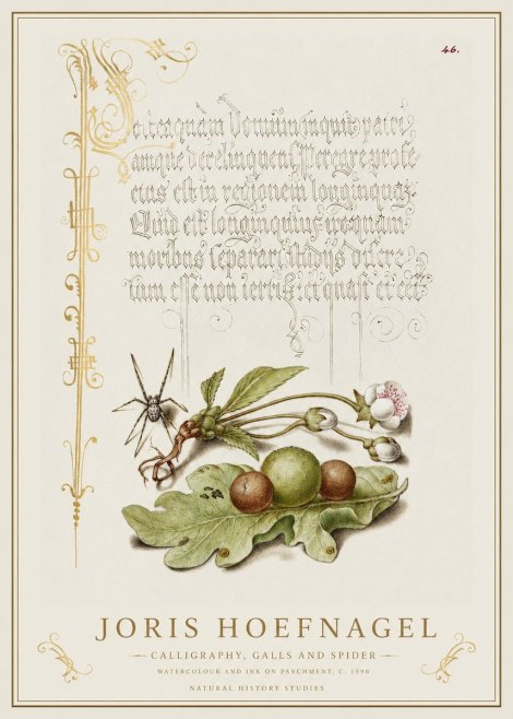 Joris Hoefnagel Plant with Galls and Insect No2 - Poster