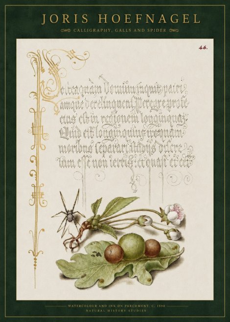 Joris Hoefnagel Plant with Galls and Insect No3 - Poster