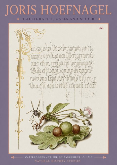 Joris Hoefnagel Plant with Galls and Insect No4 - Poster