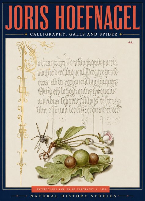 Joris Hoefnagel Plant with Galls and Insect No5 - Poster