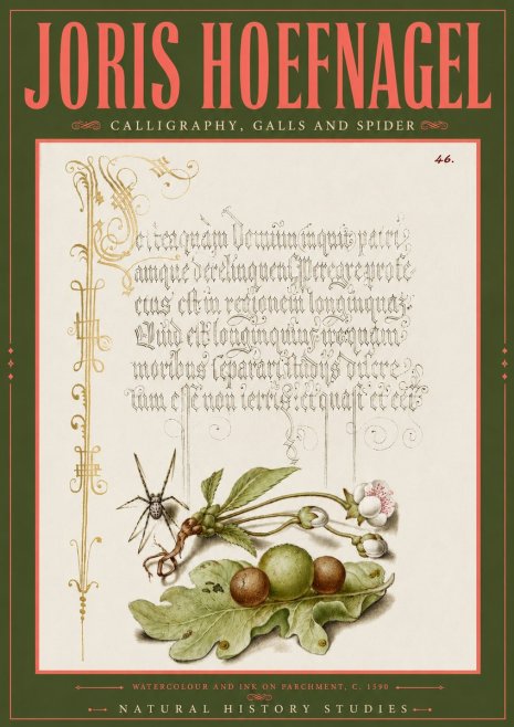 Joris Hoefnagel Plant with Galls and Insect No6 - Poster