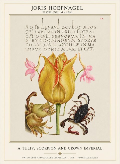 Joris Hoefnagel A Tulip, Scorpion and Crown Imperial No1 - Poster