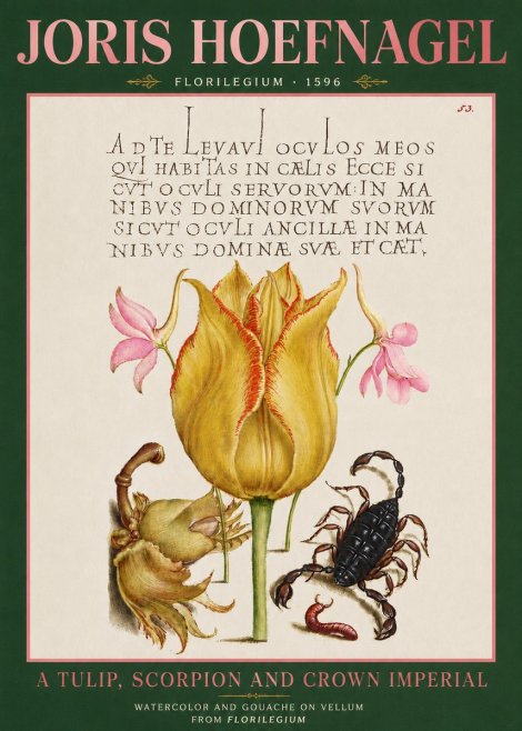Joris Hoefnagel A Tulip, Scorpion and Crown Imperial No3 - Poster