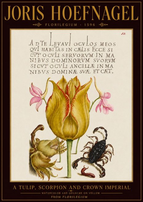 Joris Hoefnagel A Tulip, Scorpion and Crown Imperial No5 - Poster
