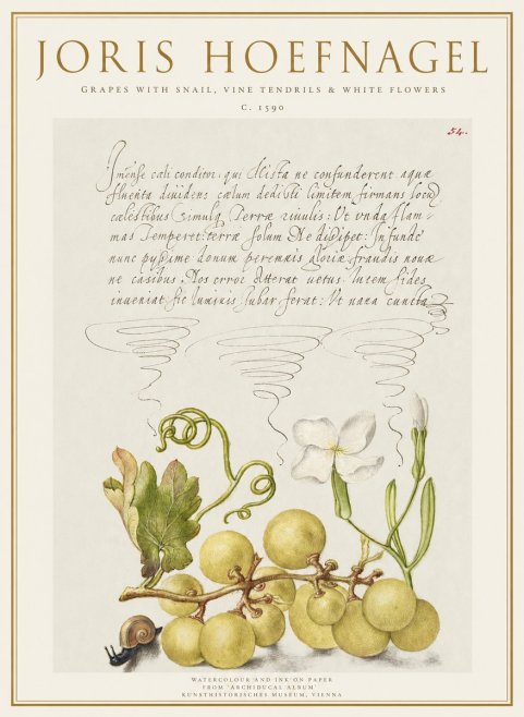 Joris Hoefnagel Grapes with Snail, Vine Tendrils & White Flowers No1 - Poster
