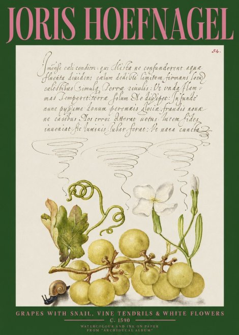 Joris Hoefnagel Grapes with Snail, Vine Tendrils & White Flowers No2 - Poster