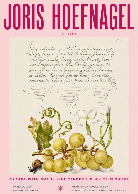 Joris Hoefnagel Grapes with Snail, Vine Tendrils & White Flowers No4 - Poster