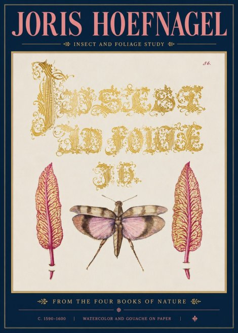 Joris Hoefnagel Insect and Foliage Study No5 - Poster