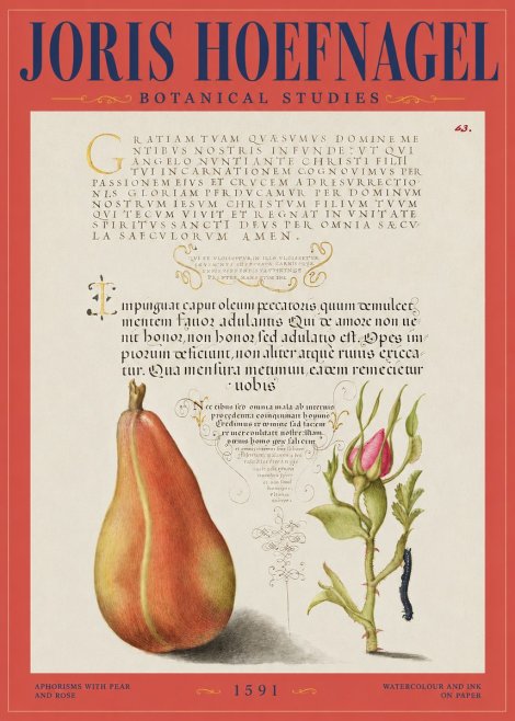 Joris Hoefnagel Aphorisms with Pear and Rose No2 - Poster