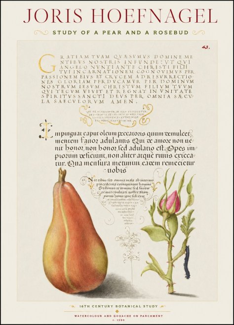 Joris Hoefnagel Aphorisms with Pear and Rose No3 - Poster