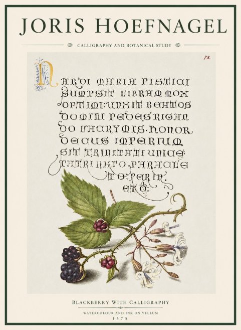 Joris Hoefnagel Calligraphy and Botanical Study II No5 - Poster