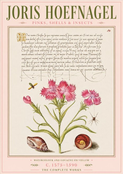 Joris Hoefnagel Pinks, Shells & Insects No6 - Poster