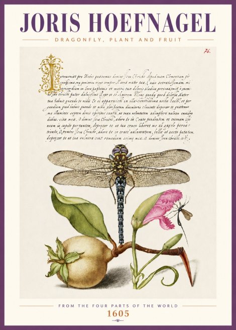 Joris Hoefnagel Dragonfly, Plant and Fruit No4 - Poster