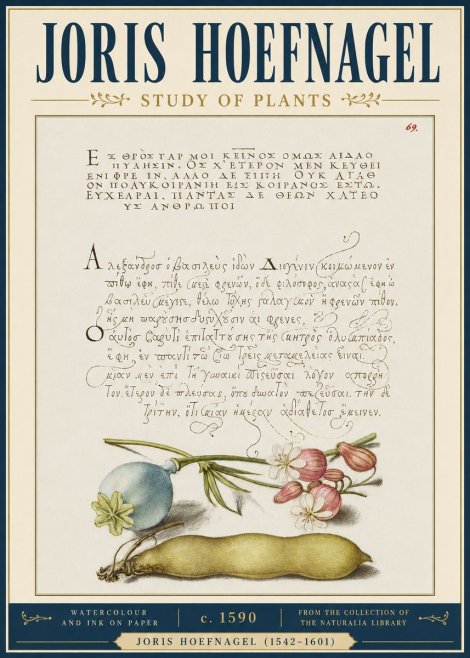 Joris Hoefnagel Study of Plants I No4 - Poster