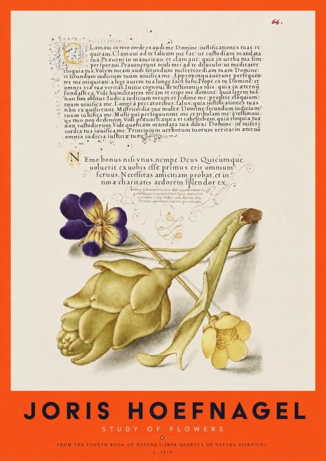 Joris Hoefnagel Botanical Study with Calligraphy III No4 - Poster