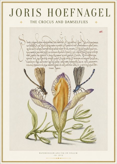 Joris Hoefnagel The Crocus and Damselflies No1 - Poster